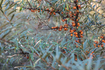 A Sea buckthorn bush with yellow berries in summer