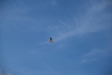 beautiful diving gull in the blue sky