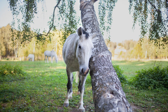 A horse stands by a birch. A horse is walking in the forest. Spotted color on a horse. White mare near a tree.