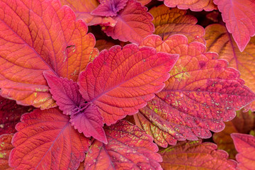A blooming coleus sedona plant displays colorful foliage in red tones with magenta accents