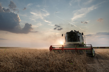 Harvesting of soybean field with combine.