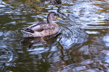 A ducks on the river in the city park. A flock of ducks on the calm river