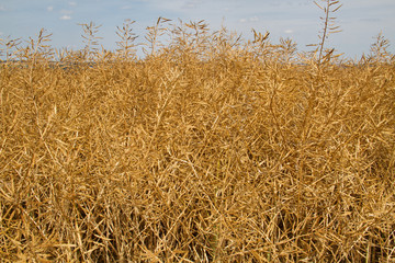 Ripe, brown Oilseed Rape, Brassica napus oleifera, on a field with white clouds in a blue sky above