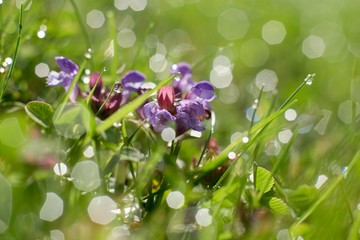 Fototapeta na wymiar Morning dew in the grass and small violet flowers