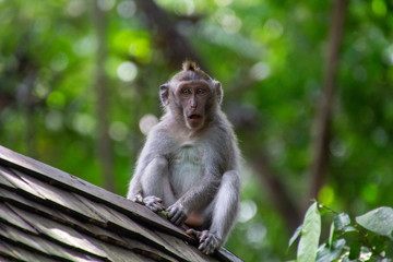 Surprised Monkey