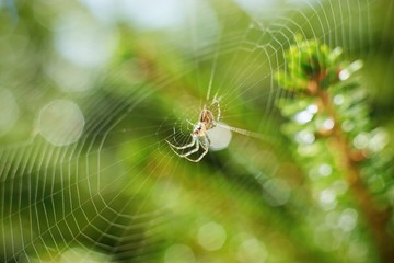 Beautiful moody photo of forest scenery with a small spider in the web, soft focus