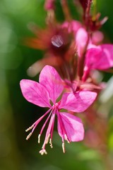 Obraz na płótnie Canvas Pink beautiful Gaura flower close up - Wandflower or Beeblossom (Gaura lindheimeri)