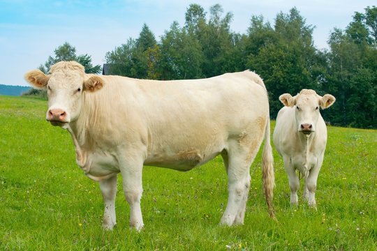 Charolais cow, French breed -  two heifers in the pasture