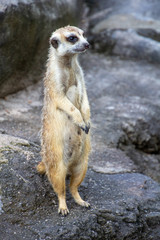 Meerkat