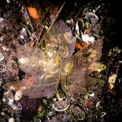 Verrottendes Kastanienblatt im Banter See