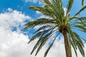 Obraz premium Palm tree against the sky