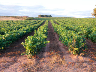 Viñedos en la región de la Rioja, antes de ser vendimiados