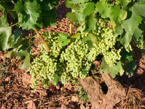 Uva a&uacute;n verde, en preparaci&oacute;n para ser vendimiada en la zona de la Rioja.