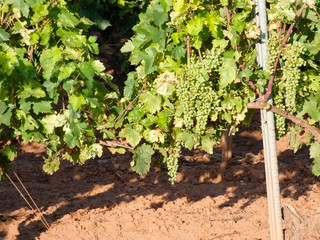 Uva aún verde, en preparación para ser vendimiada en la zona de la Rioja.