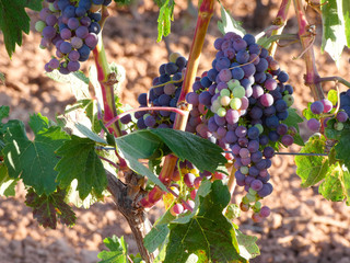 Uva aún verde, en preparación para ser vendimiada en la zona de la Rioja.