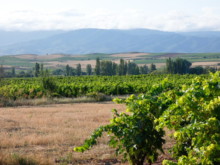 Campos de vid, en verano, preparados para ser vendimiados