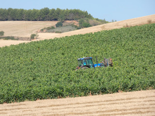 Obraz premium Viñedos antes de la vendimia en la zona de La Rioja, España. Trabajos antes de la vendimia. Vid