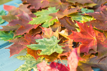 Naklejka na ściany i meble Fallen autumn multicolored dry maple leaves lie in the park on the table