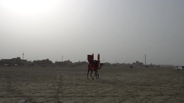 Karachi Clifton Beach Tractor Camel is Going its Way through the Dirty Shore on a Cloudy Day