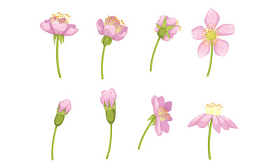 Garden Pink Flower Blossom Stages from Bud Opening to Beautiful Flower Vector Illustration
