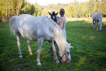 The girl communicates with horses. Beautiful horses on the lawn. A girl on a farm stroking horses. Graceful animal. Horses rest before training.