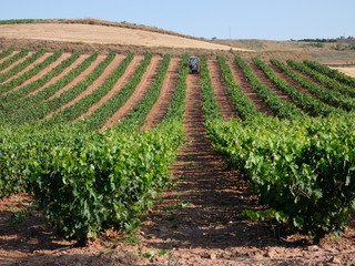 Fototapeta na wymiar Viñedos antes de la vendimia en la zona de La Rioja, España. Trabajos antes de la vendimia. Vid