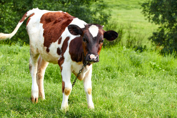 small two-tone calf in a pasture with fresh green grass