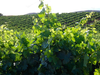 Viñedos antes de la vendimia en la zona de La Rioja, España. Trabajos antes de la vendimia. Vid