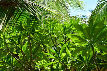 Obraz na płótnie Canvas In tropical greenery. Leaves of palm trees and other plants. Lots of green and blue.