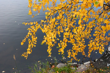 birch foliage, Finland