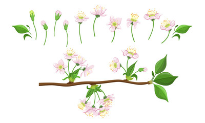 Blooming Tree Branches Set, Apple or Cherry Flower Blossom Stages, Pink Flower Flourish Process Vector Illustration