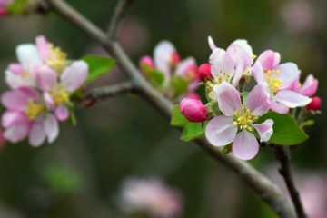 blooming apple tree