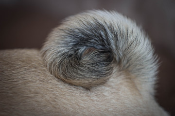 Spiral pug dog tail side view