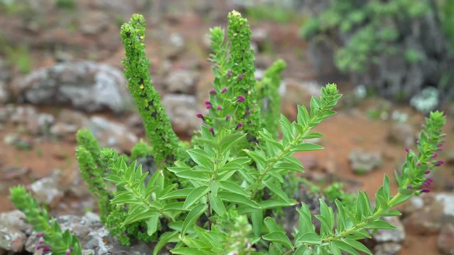 Lobelia polyphylla - Tupa, endemic flower of Chile in the Atacama Desert