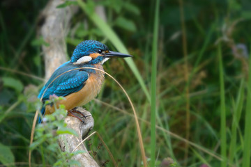 common kingfisher (Alcedo atthis) perching on a branch in the reeds, the blue shimmering bird is also known as Eurasian kingfisher, and river kingfisher, copy space