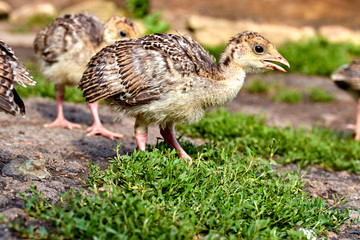 little turkey kids learn about the outside world