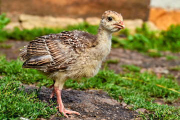 little turkey kids learn about the outside world