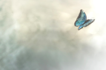 delicate butterfly flies free in the sky