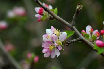 blooming apple tree in spring