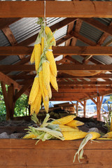 Dried corn cobs. Agriculture product.