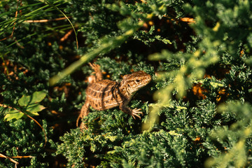 closeup lizard sits in green grass