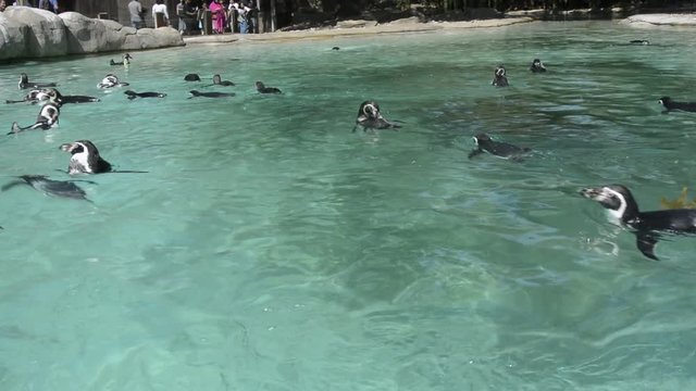 Humboldt penguins at the zoo. Little cute pinguins sitting on a rock at the zoo
