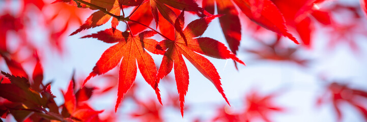 Red maple leaves panoramic background, autumn concept