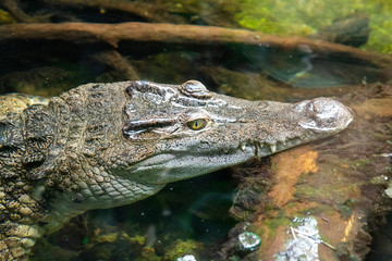 Closeup crocodile resting with eyes open at the zoo.