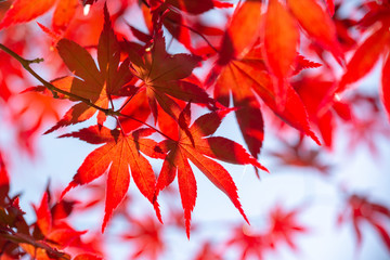 Red colorful autumnal maple leaves, autumn concept