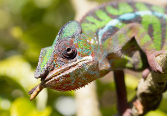 Panther chameleon Furcifer pardalis, hunting