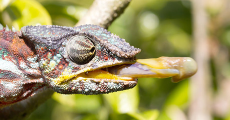 Panther chameleon (Furcifer pardalis)