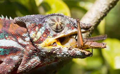 Panther chameleon (Furcifer pardalis) © michaklootwijk