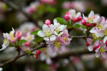 Obraz premium blooming apple tree