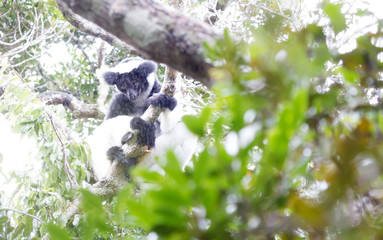 Indri, the biggest lemur of the world